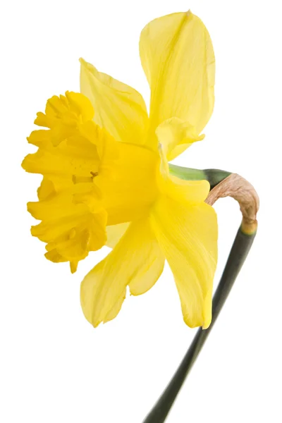 Gele narcis bloem — Stockfoto