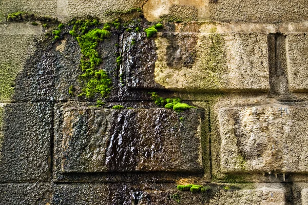 Yosunlu duvar eski — Stok fotoğraf