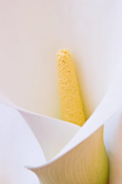 Calla lily flower — Stock Photo, Image