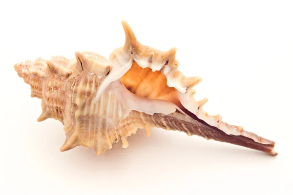 Concha de mar sobre blanco —  Fotos de Stock