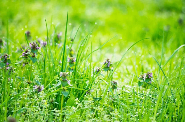Grönt gräs och dagg — Stockfoto