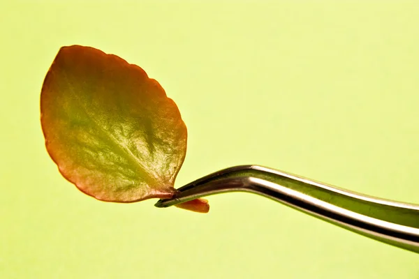 Biotechnology research (leaf on tweezers) — Stock Photo, Image
