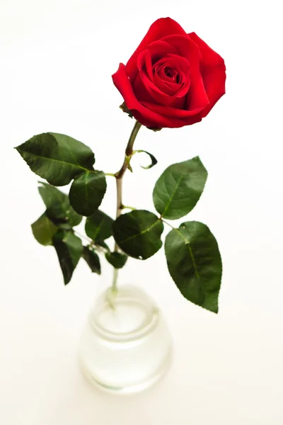 Κόκκινο τριαντάφυλλο στο βάζο — Φωτογραφία Αρχείου