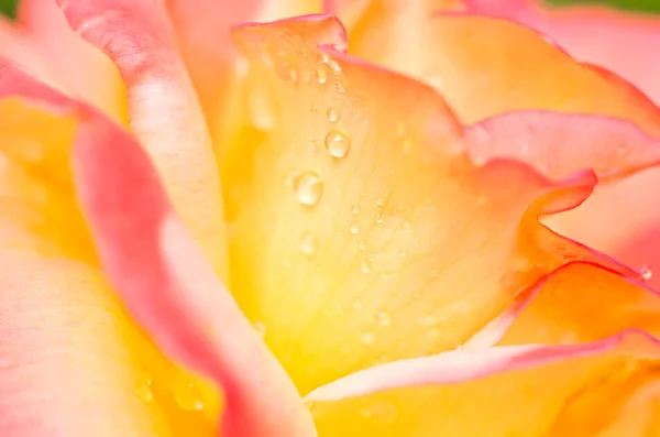 stock image Yellow-pink rose flower