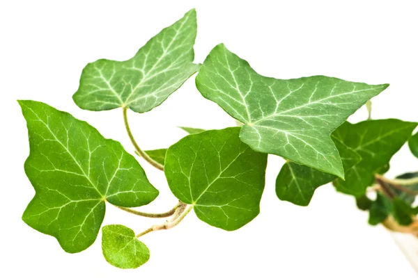 Sucursal Ivy — Foto de Stock