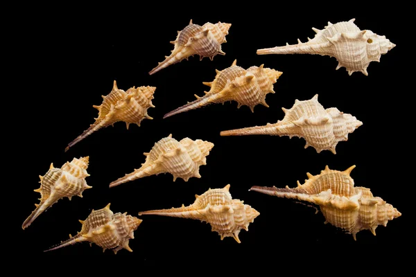 貝殻のグループ — ストック写真