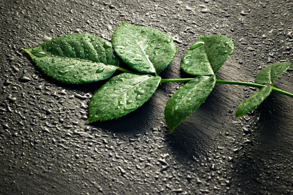 Мокрые зелёные листья — стоковое фото