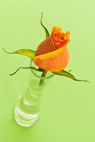 Růže na zeleném — Stock fotografie
