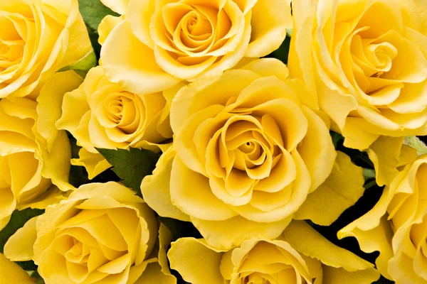 Fondo rosas amarillas —  Fotos de Stock