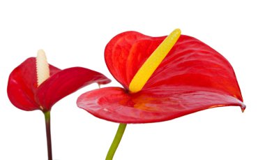 Anthurium çiçekleri