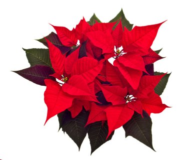 poinsettias Noel çiçek