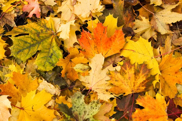 stock image Autumn fall leaves