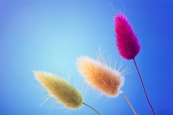 stock image Ears for decoration