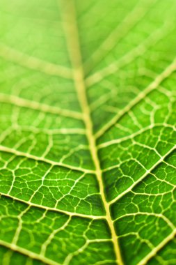 Green leaf macro clipart