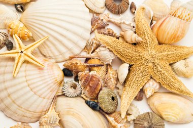 Seashells background clipart