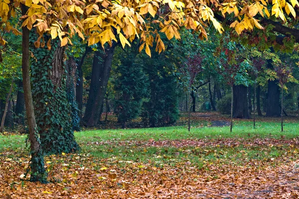 Autumn in park — Stock Photo, Image