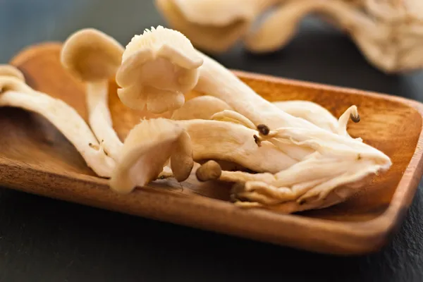Closeup of oyster mushrooms — Stock Photo, Image