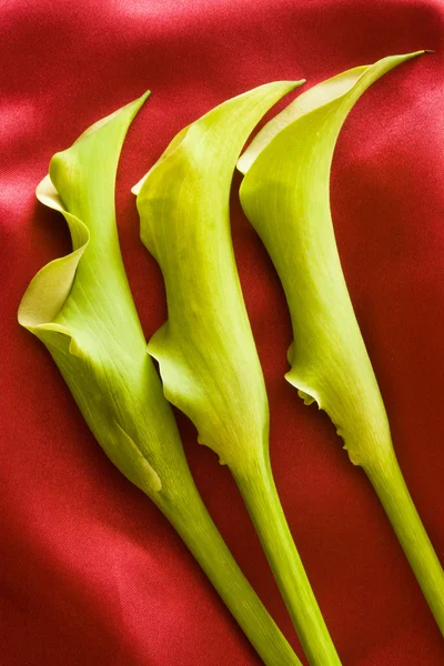 Three green calla lily — Stock Photo, Image