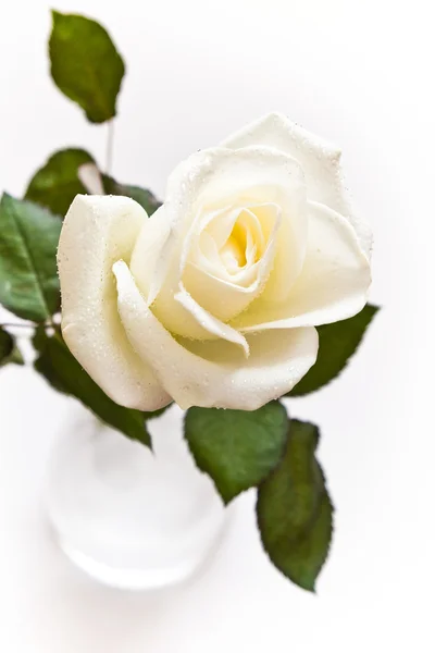 Rosa branca com gotas de água — Fotografia de Stock