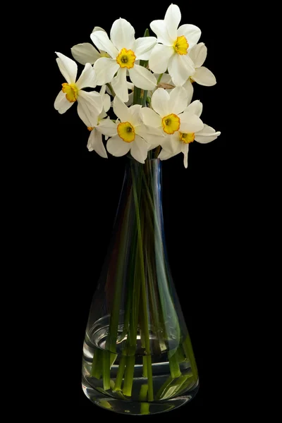 White daffodils on black — Stock Photo, Image