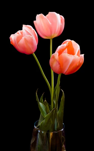 Tulipány na černém — Stock fotografie