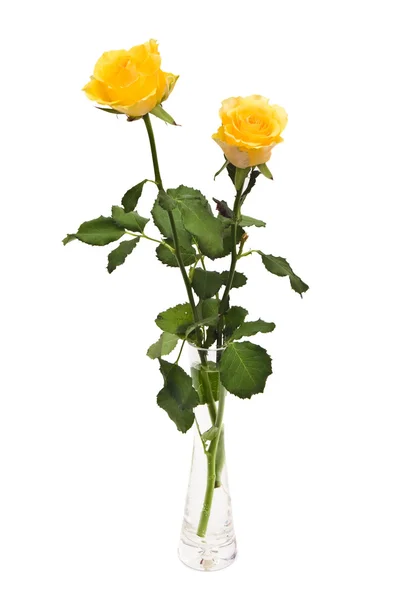 两个黄玫瑰 — 图库照片