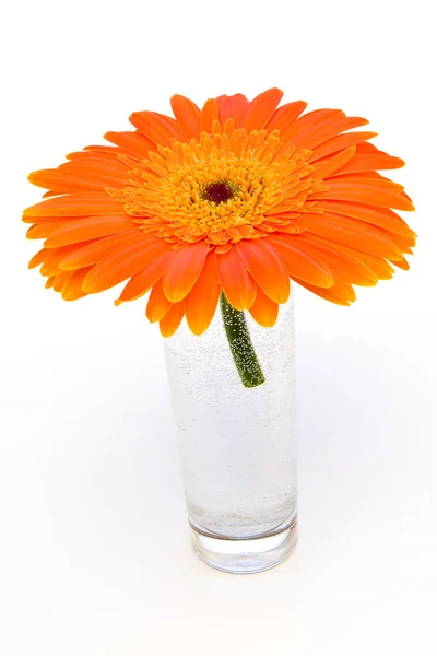 Turuncu gerbera çiçek — Stok fotoğraf