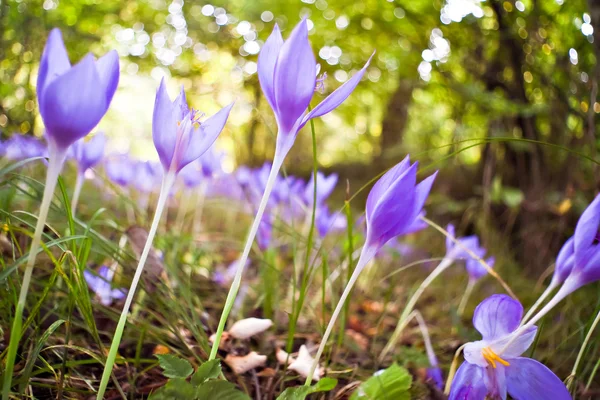 Crocus flowers in forest — Stock Photo, Image