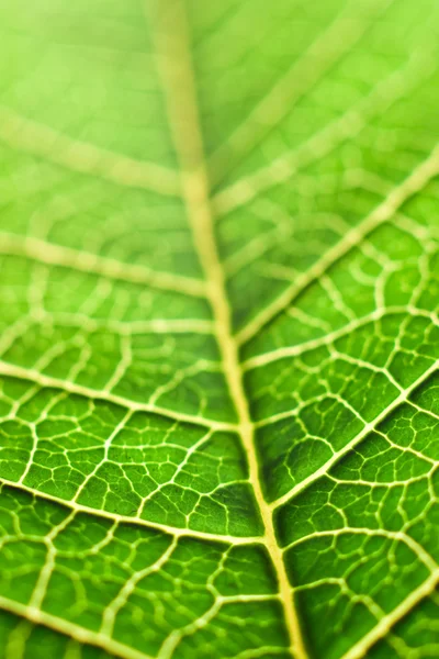Макро зелёного листа — стоковое фото