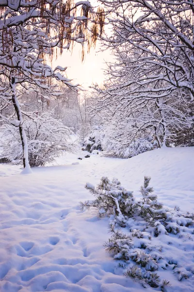 Inverno foresta di neve — Foto Stock