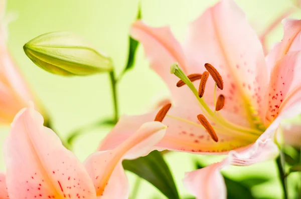 Lily flores detalhe — Fotografia de Stock
