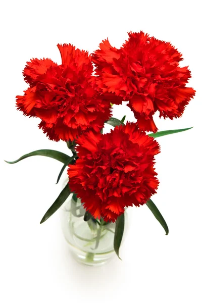 Three red carnations — Stock Photo, Image