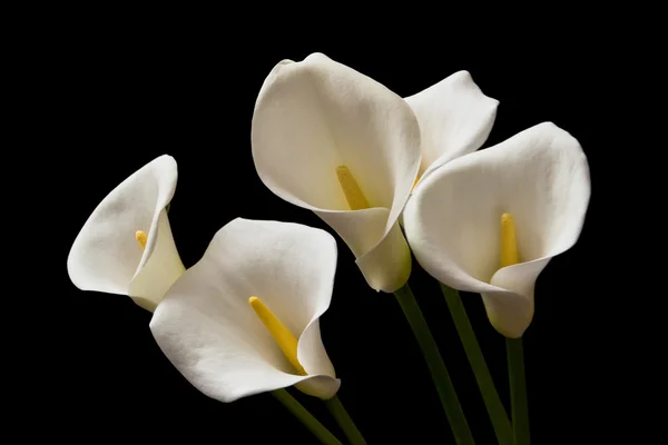 Calla lily blommor — Stockfoto