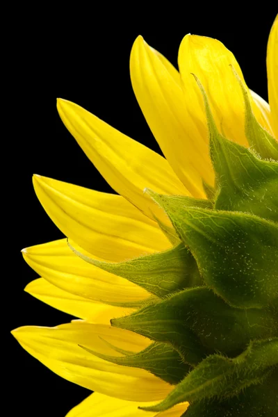 Sunflower from the back — Stock Photo, Image