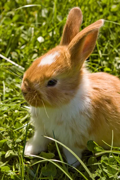 이 귀여운 토끼 — 스톡 사진