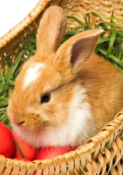 复活节兔子在篮子里的鸡蛋 — 图库照片