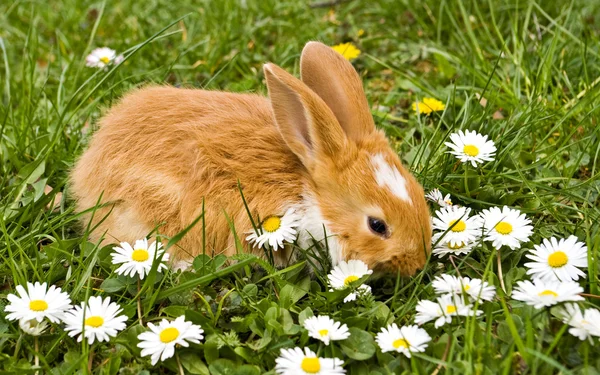 Bunny dengan bunga aster — Stok Foto