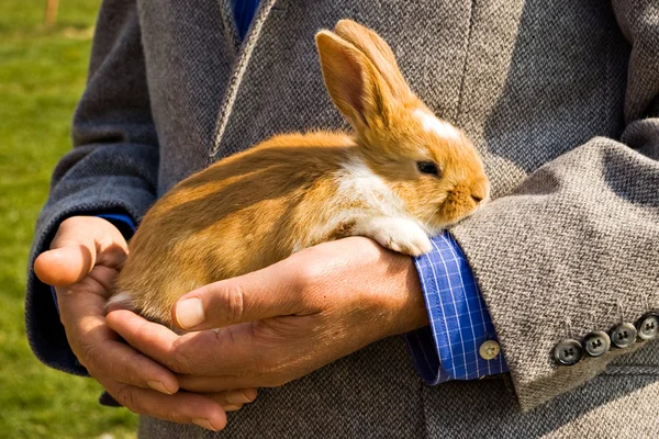 Пасхальный кролик в руках — стоковое фото