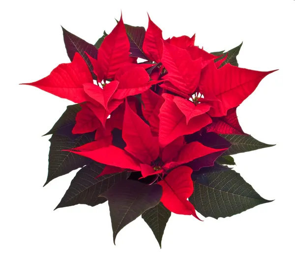 Christmas flower isolated — Stock Photo, Image