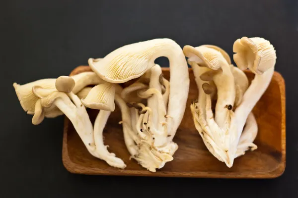 Mushrooms — Stock Photo, Image