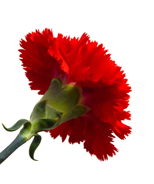 Rode bloem bloeien — Stockfoto
