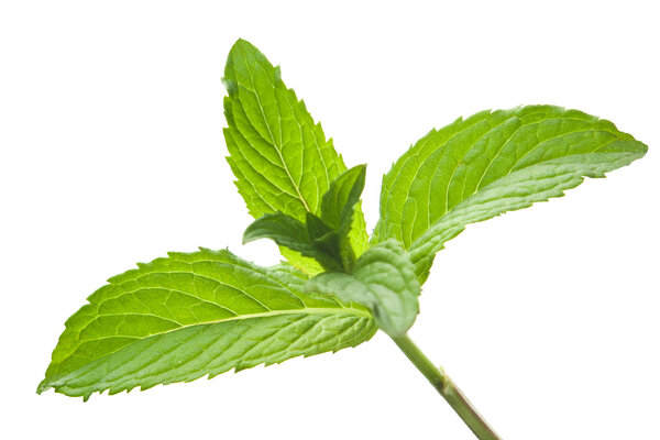 Mint leaves