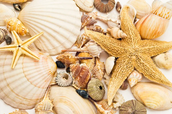 Seashells background — Stock Photo, Image