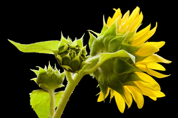 Sunflower side view — Stock Photo, Image