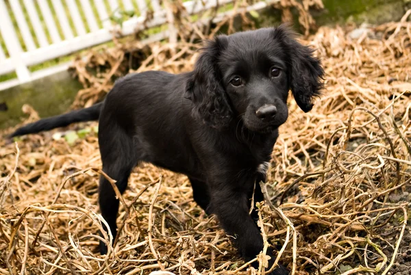 Zwarte pup — Stockfoto