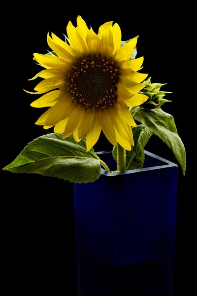Sunflower on black — Stock Photo, Image