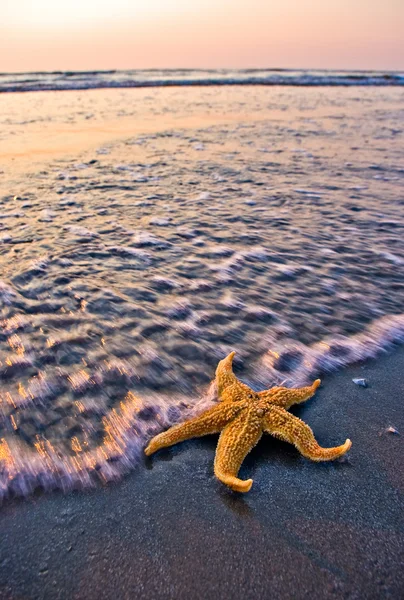 Estrella de mar en la orilla —  Fotos de Stock