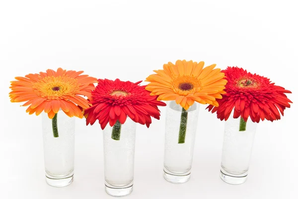 Vier bloemen — Stockfoto