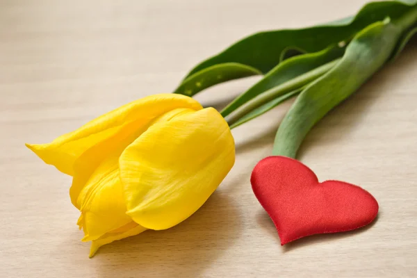 Tulip and heart — Stock Photo, Image