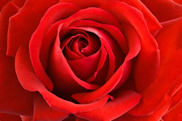 Rosa rossa primo piano — Foto Stock
